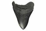 5.46" Fossil Megalodon Tooth - South Carolina - #190210-1